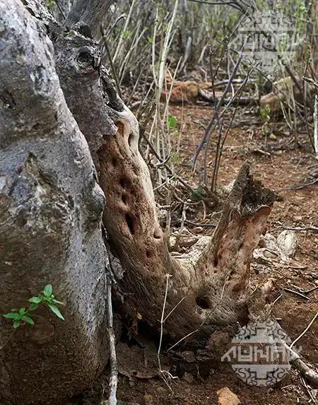 Sustainable Palo Santo harvesting