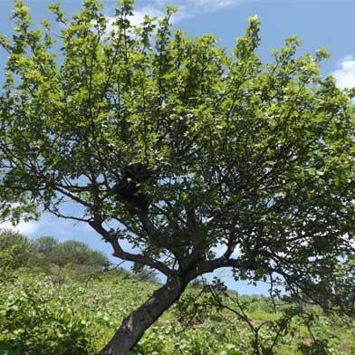 Uso tradicional de la madera de palo santo