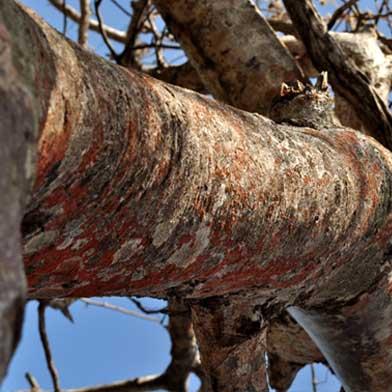 Palo santo y sustentabilidad l Fuente legal en Perú