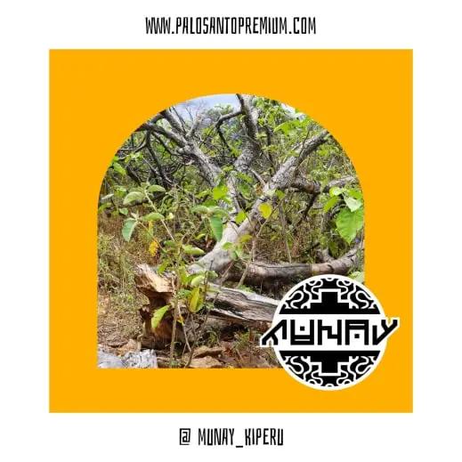 Palo santo sustainable! Legal source in Peru 2025