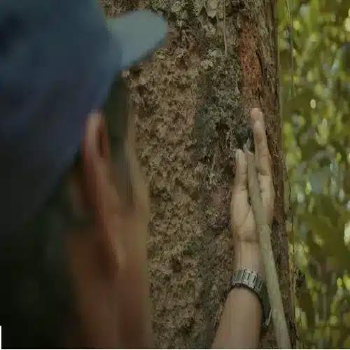 Black Copal Resin Collector