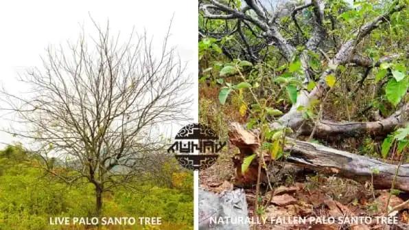 A Special Visit: Taiwanese customer Tour of Munay’s Facilities of Palo Santo in Lima and Piura