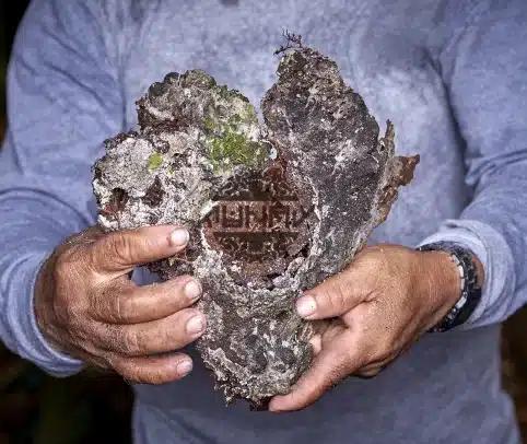 “Black Copal: An Aromatic Treasure of amazonian rainforest to the World”