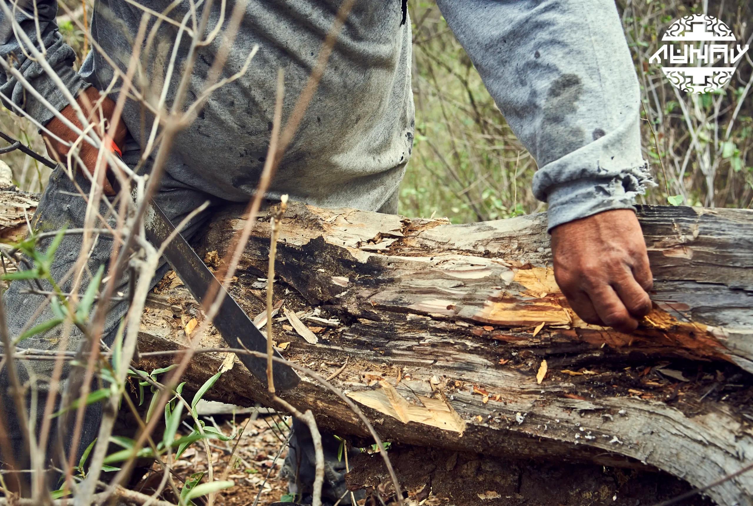 Wholesale Palo Santo Supplier – Ethically Sourced from Peru for U.S. Distributors