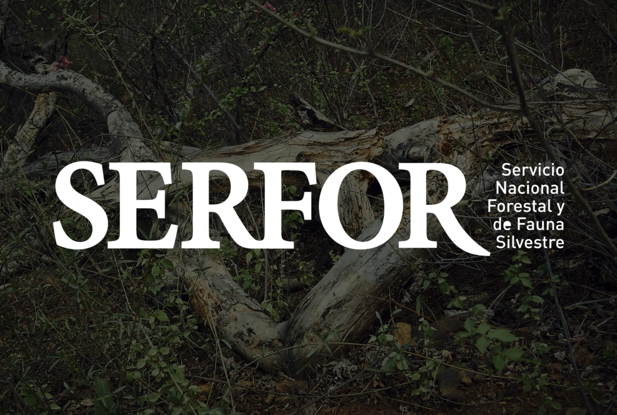 serfor compliance palo santo