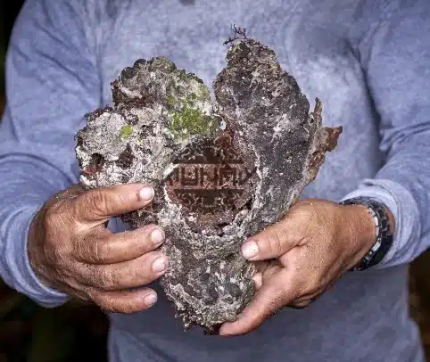 black copal supplier