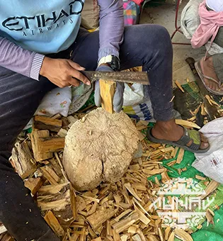 Palo Santo harvesting